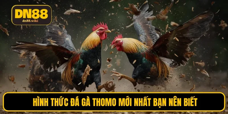 3 hình thức đá gà Thomo mới nhất bạn nên biết
