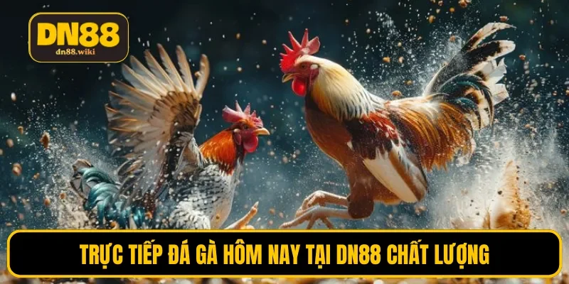 Trực tiếp đá gà hôm nay tại DN88 chất lượng